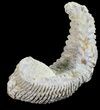 Cretaceous Fossil Oyster (Rastellum) - Madagascar #54419-1